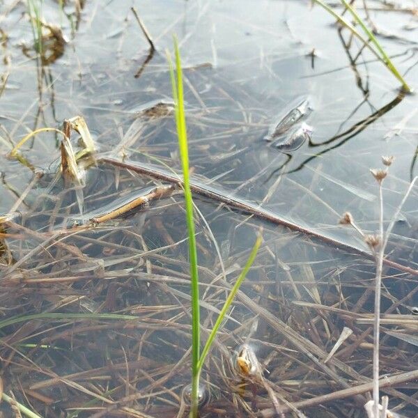 Isoetes longissima Plante entière