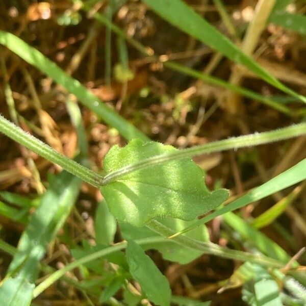 Legousia speculum-veneris 葉