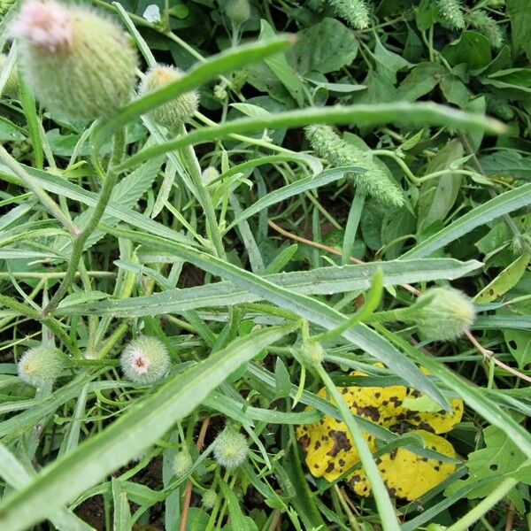 Erigeron bonariensis Feuille