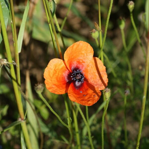 Papaver hybridum Blüte