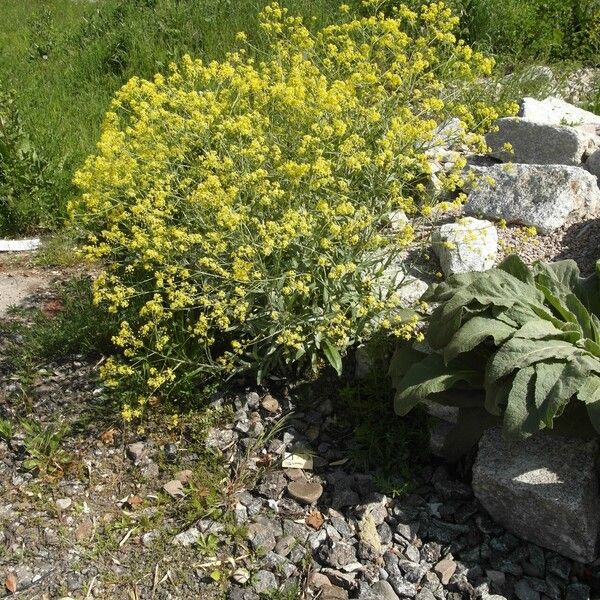 Isatis tinctoria Habitus