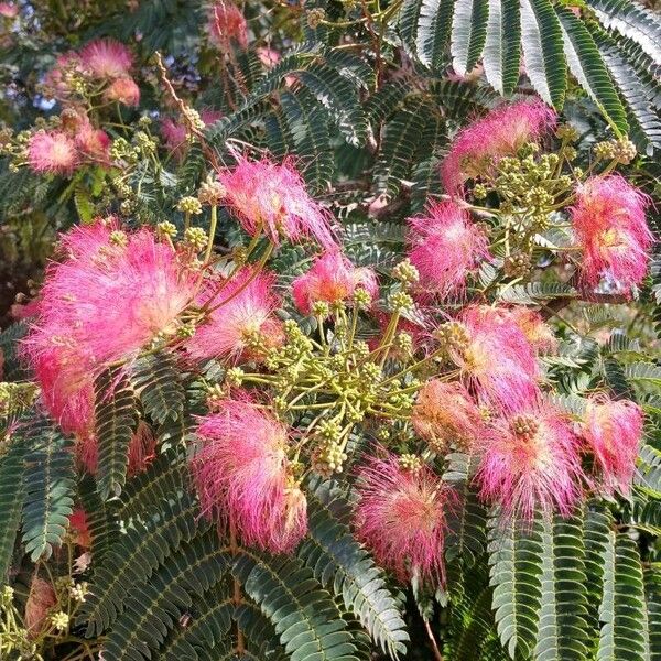 Albizia julibrissin 花