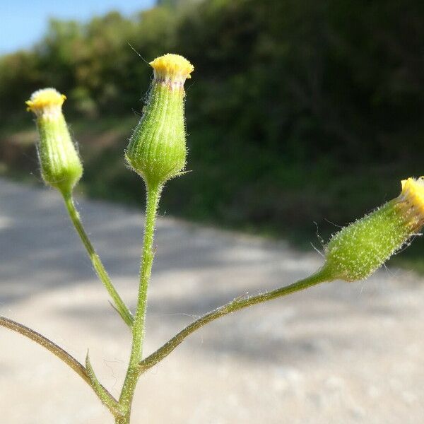 Senecio lividus Flor