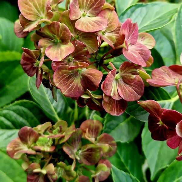 Hydrangea spp. Bloem