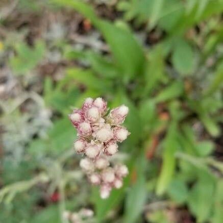 Antennaria plantaginifolia Květ