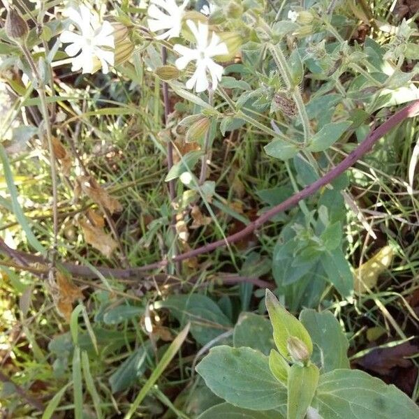 Silene latifolia عادت داشتن