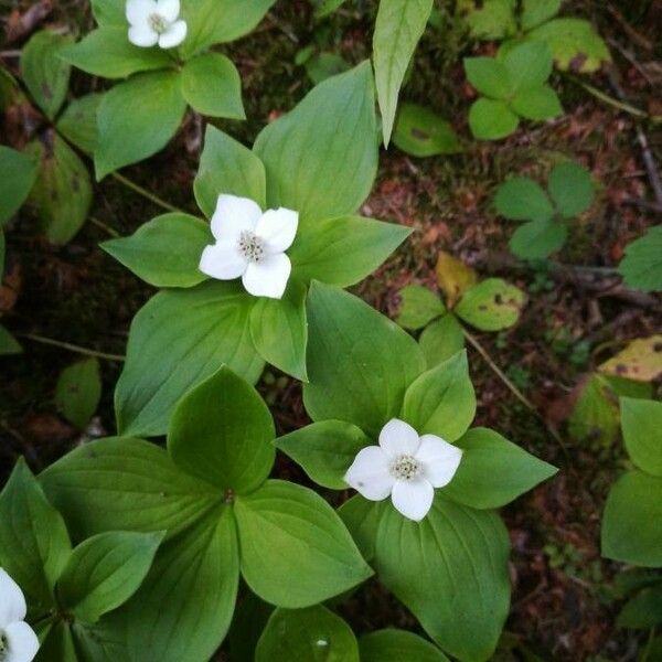 Cornus canadensis Çiçek