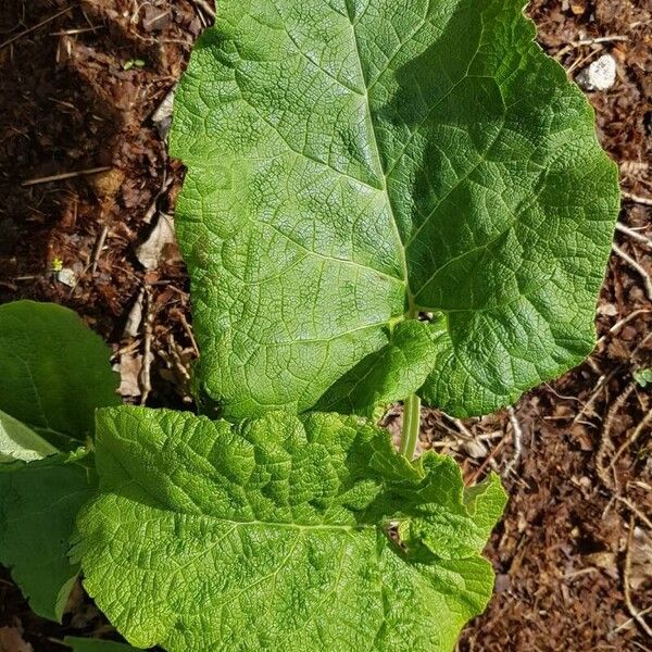 Arctium nemorosum 葉