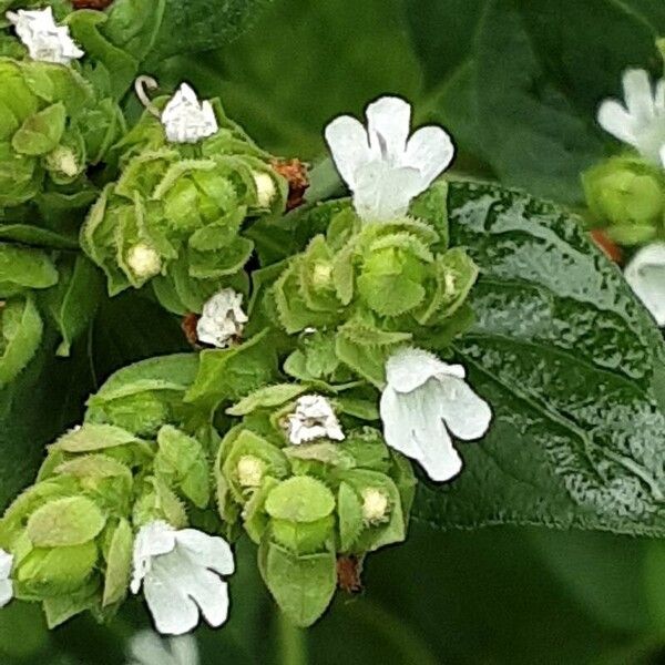 Origanum majorana പുഷ്പം