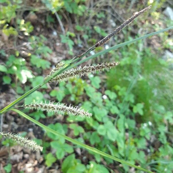 Carex flacca Flower