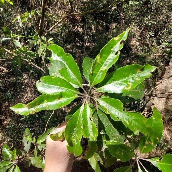 Pittosporum undulatum 葉