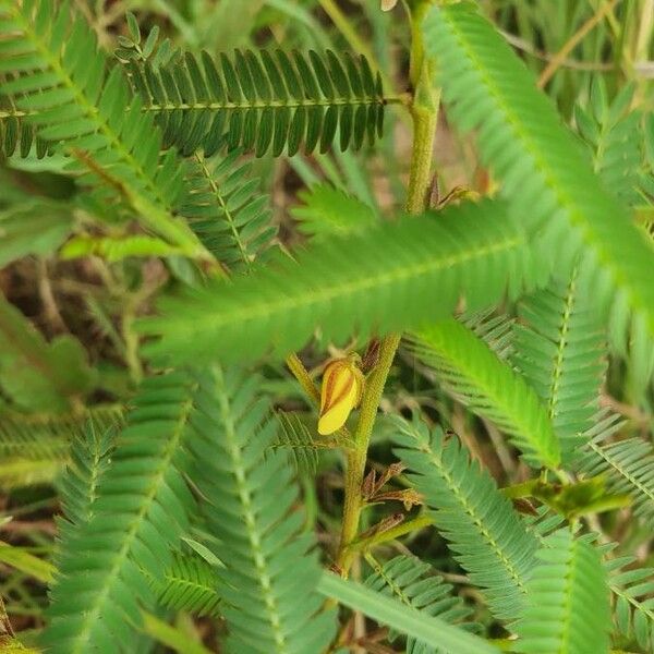 Chamaecrista mimosoides Квітка