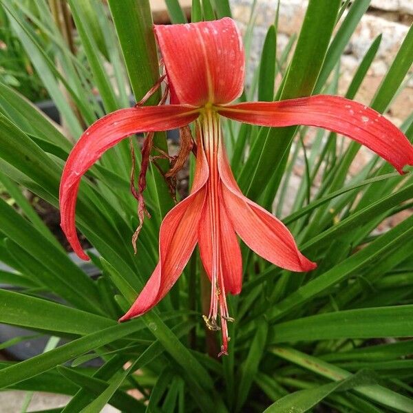 Sprekelia formosissima Flower