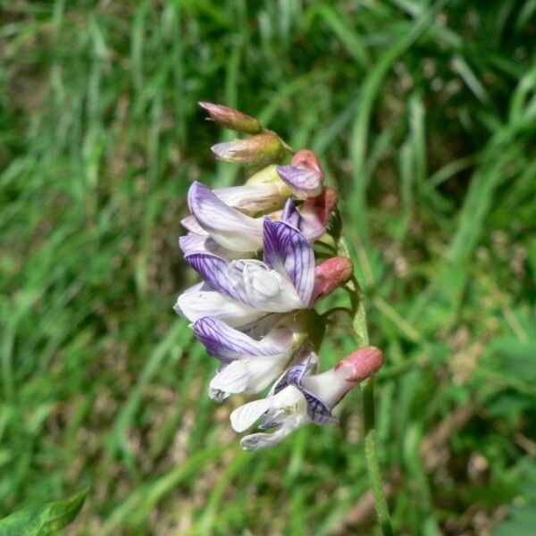 Vicia orobus फूल