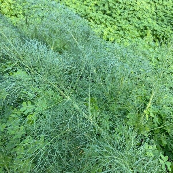 Ferula communis Blad