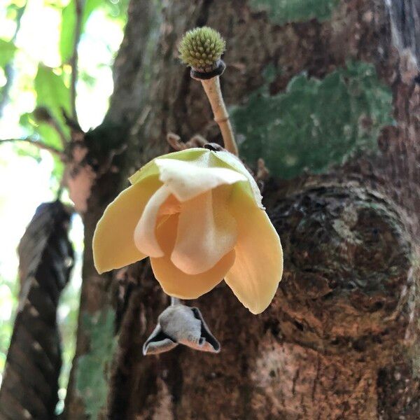 Duguetia cauliflora Flower