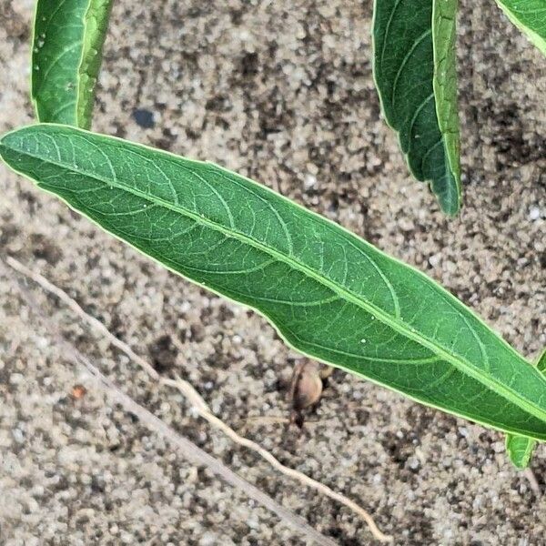 Cissus guerkeana ᱥᱟᱠᱟᱢ