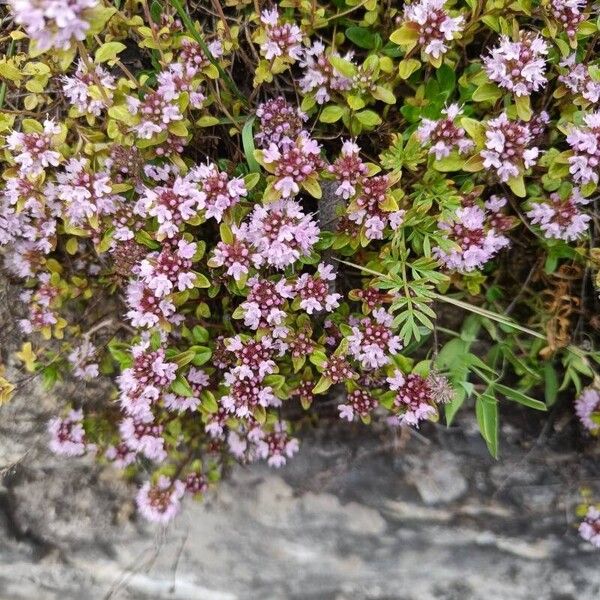 Thymus praecox Кветка