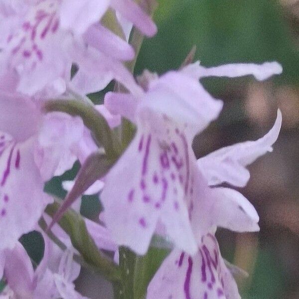 Dactylorhiza fuchsii Blomst