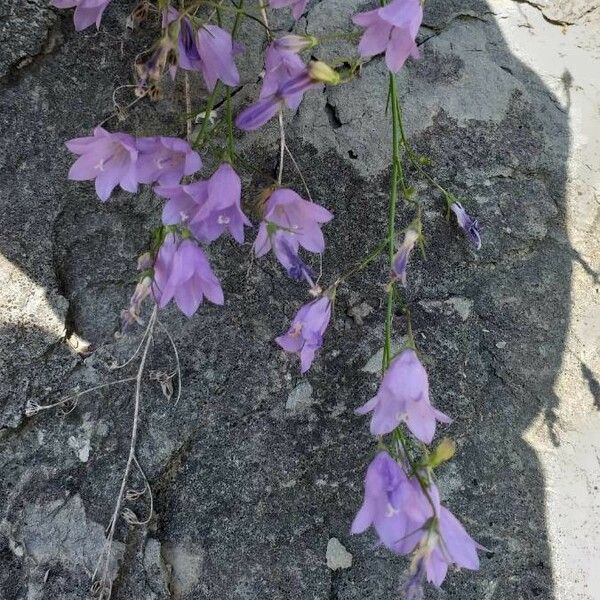 Campanula rotundifolia 花