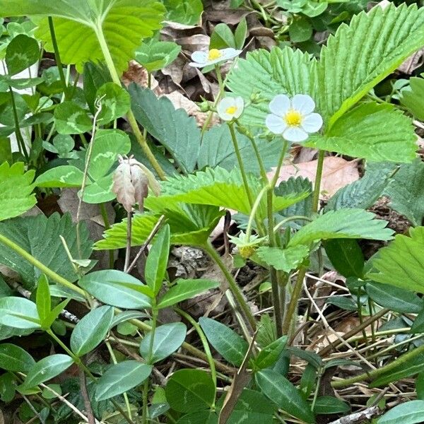 Fragaria viridis Flower