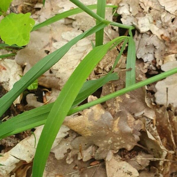 Milium effusum Blatt