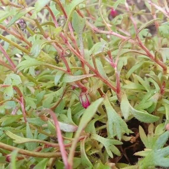 Saxifraga rosacea Blad