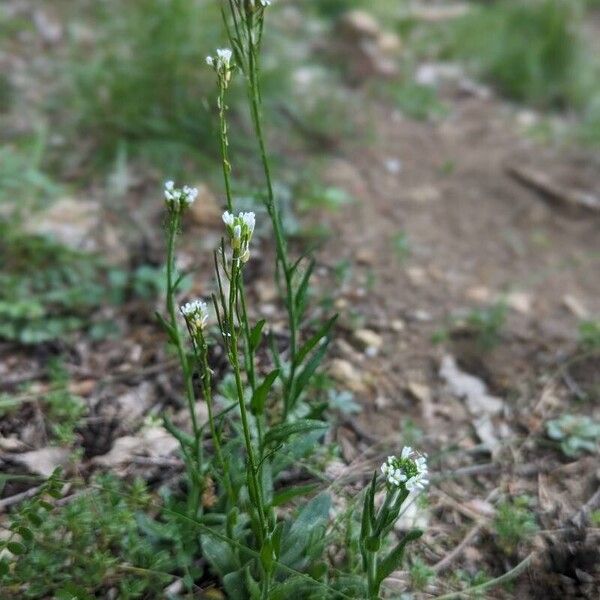 Arabis hirsuta Pokrój