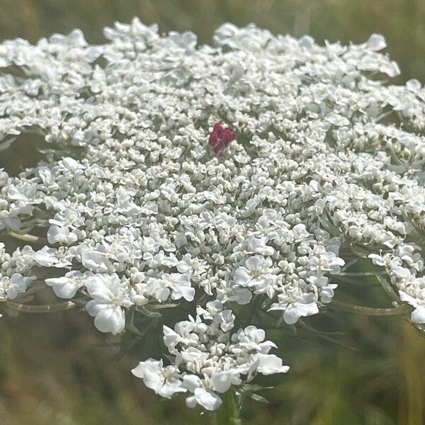 Daucus carota Цвят