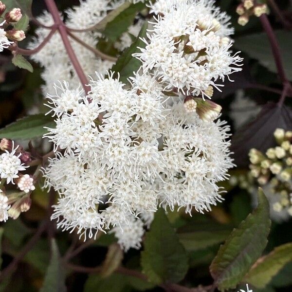 Ageratina adenophora Kvet