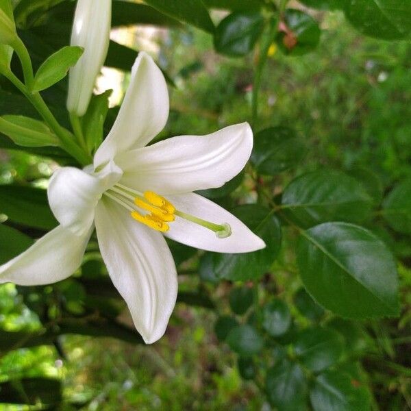 Lilium candidum ফুল