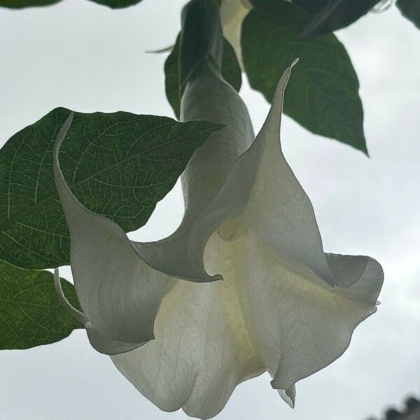 Brugmansia × candida Flower