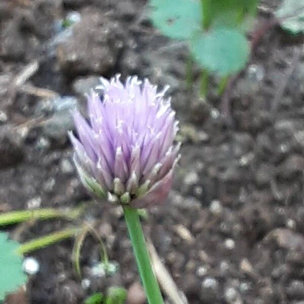 Allium schoenoprasum Λουλούδι