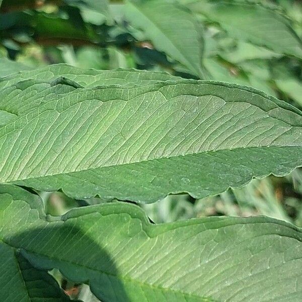 Amorphophallus konjac Feuille