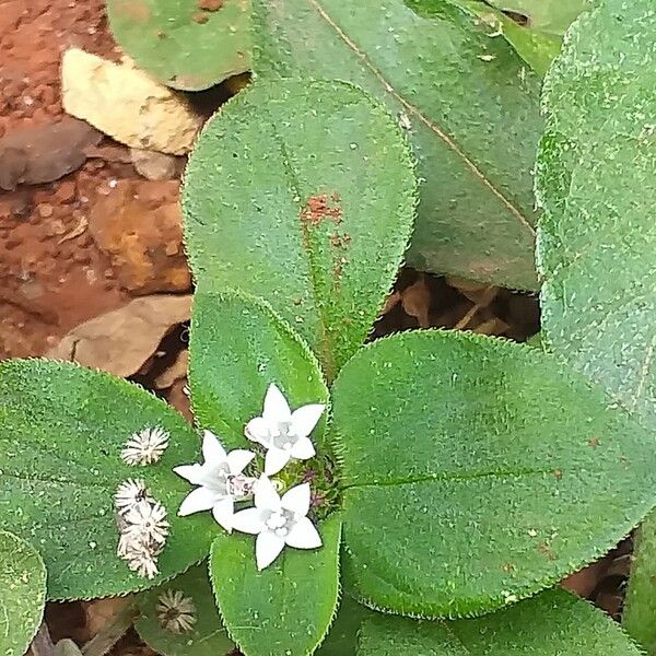 Richardia scabra Leaf