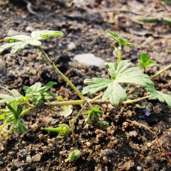 Geranium pusillum 整株植物