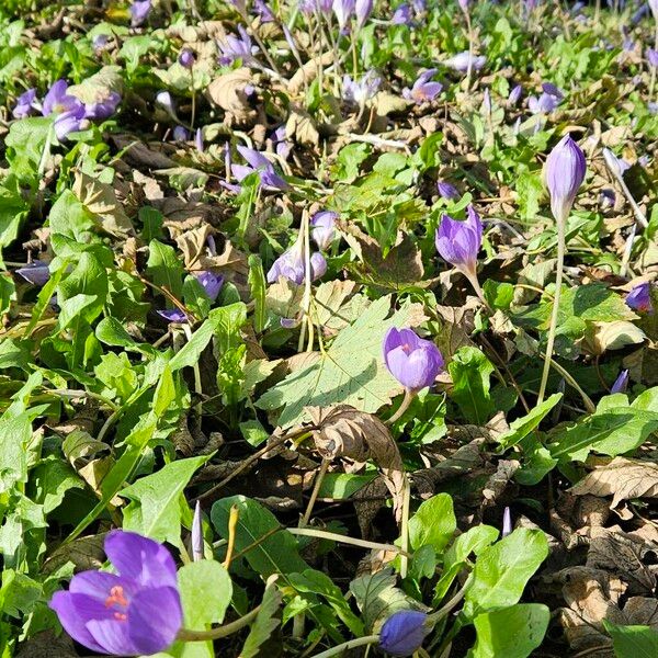 Crocus speciosus Habitus