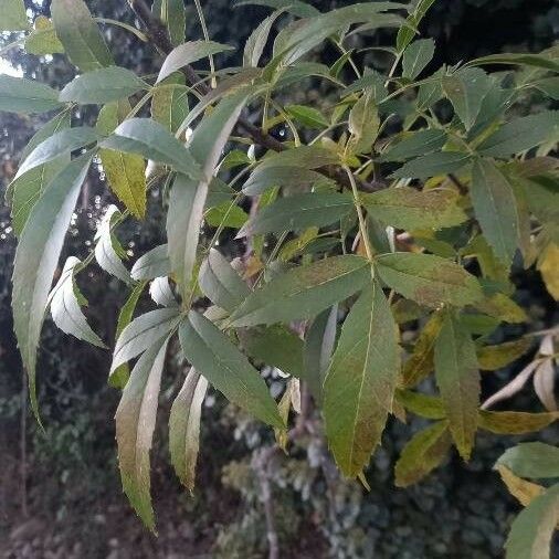 Fraxinus angustifolia Leaf