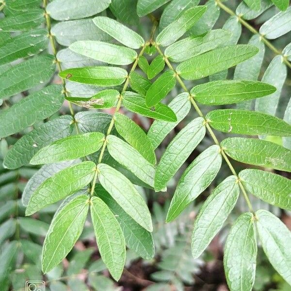 Calliandra surinamensis Blad