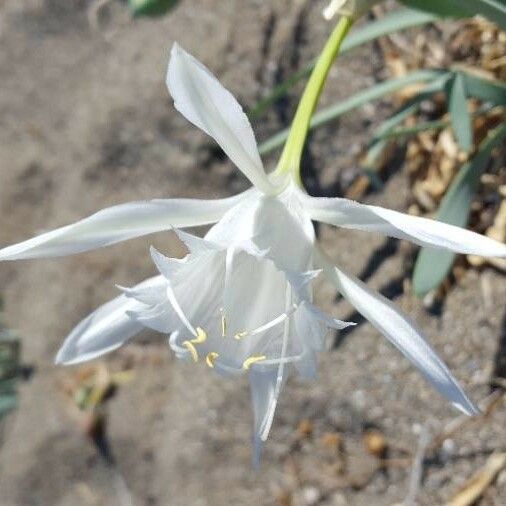 Pancratium maritimum Kvet