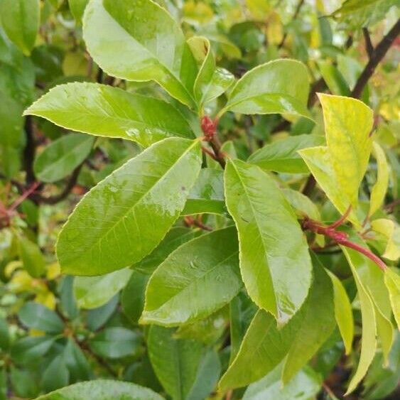 Photinia serratifolia Levél