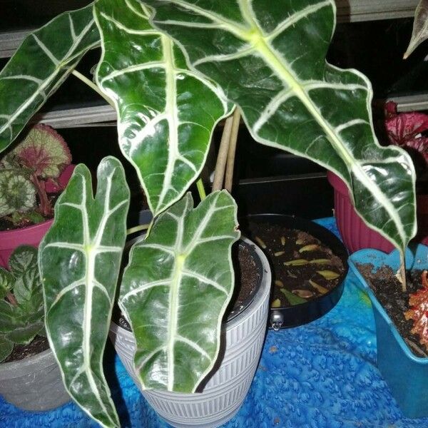 Alocasia sanderiana Blad