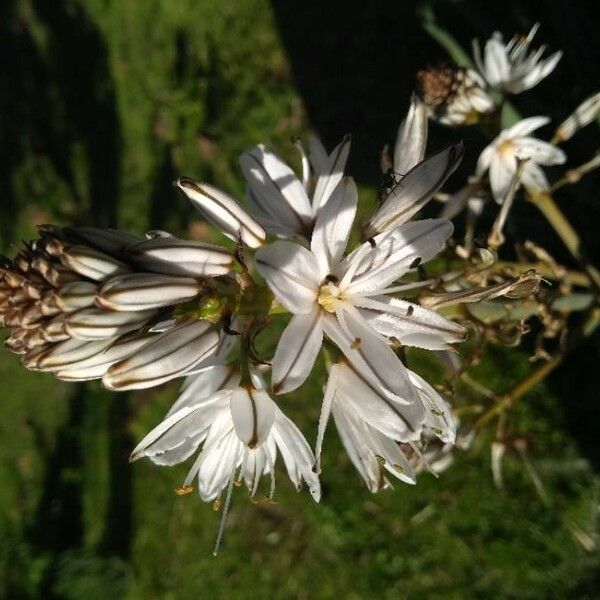 Asphodelus albus Bloem