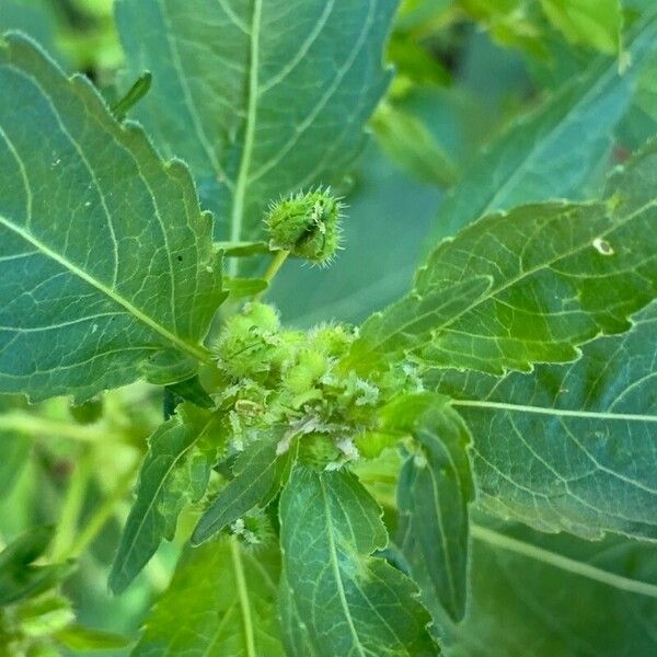 Mercurialis annua Fruit