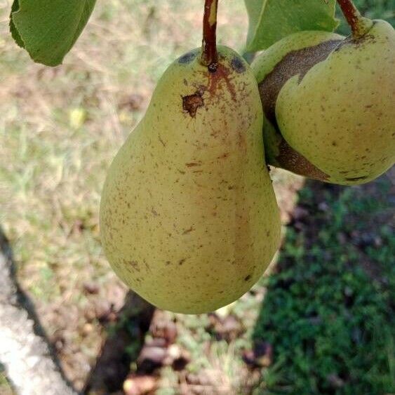 Pyrus communis Ffrwyth