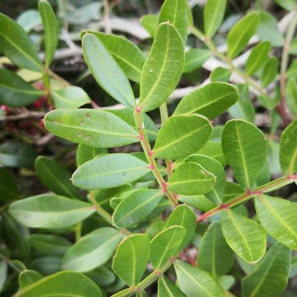 Pistacia lentiscus Leaf