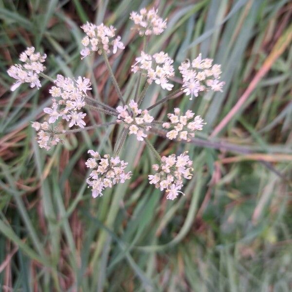 Heracleum sibiricum Flower