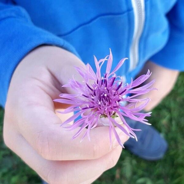 Centaurea scabiosa Blüte