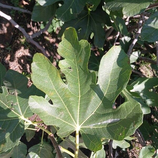 Ficus carica Folha