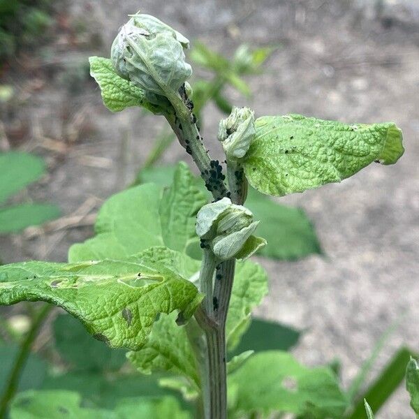 Arctium tomentosum Blad